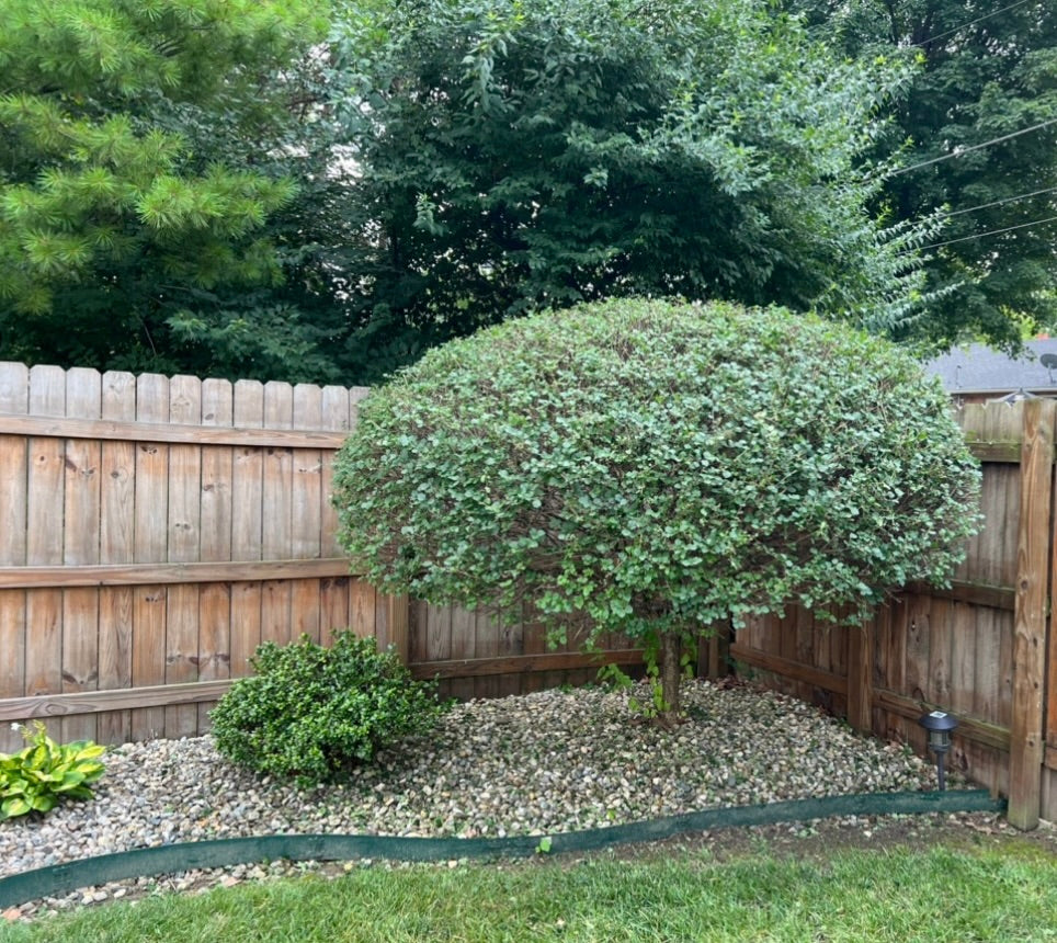 Shrub Trimming & Pruning Services